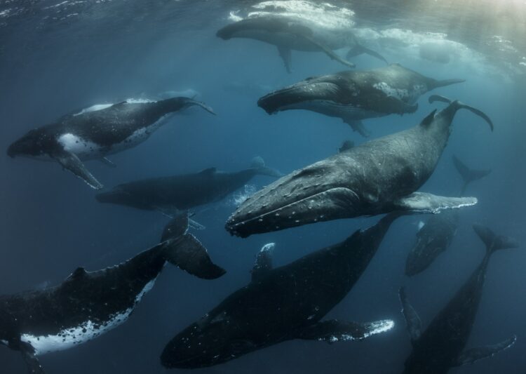Migration of whales