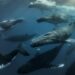 Migration of whales