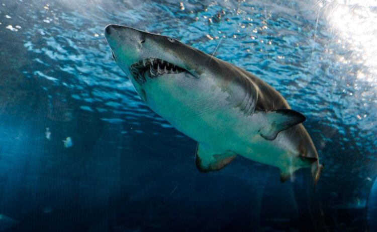 Russian Tourist, Shark