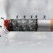 “Social Impacts of Tobacco Smoking on Youth and the Consequences of Higher Taxation on Tobacco Products” | Baaghi TV