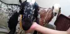 No Sacrifice Videos On Social Media In Wrong Way: Police Warns | Baaghi TV