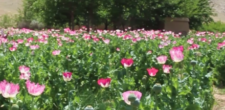 Afghanistan Account for 80% of Global Illicit Opium Production in 2022: UN | Baaghi TV