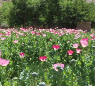 Afghanistan Account for 80% of Global Illicit Opium Production in 2022: UN | Baaghi TV