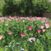 Afghanistan Account for 80% of Global Illicit Opium Production in 2022: UN | Baaghi TV