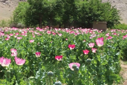 Afghanistan Account for 80% of Global Illicit Opium Production in 2022: UN | Baaghi TV