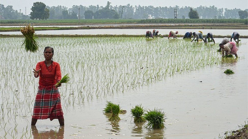 India’s rice ban strains the global grains supply | Baaghi TV