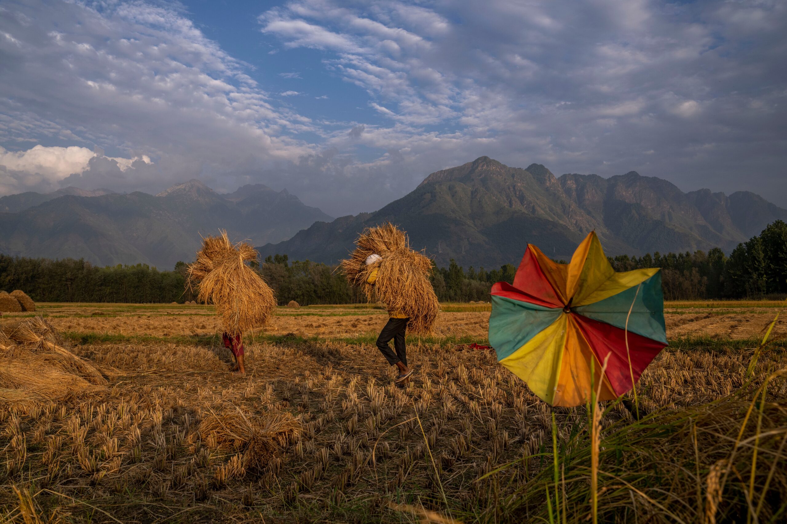 India’s rice ban strains the global grains supply | Baaghi TV