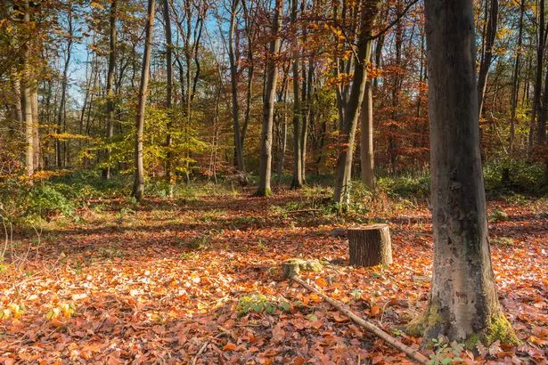 Appeal after man indecently exposed himself to woman at Great Shelford nature reserve