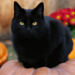 A Black Cat Crossing your Path brings Bad Luck | Baaghi TV