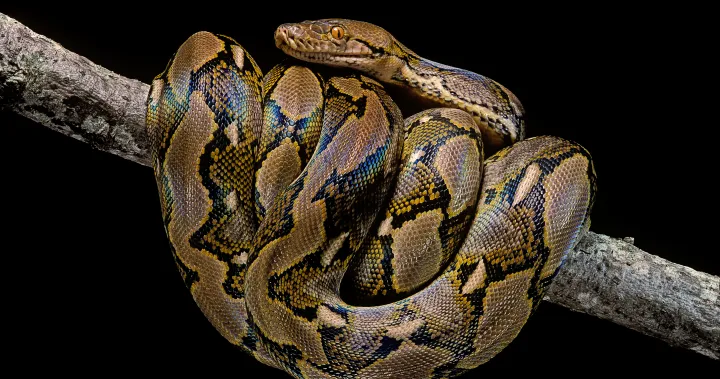 Thailand: Giant 5-Metre Python Found Inside Home’s Cat Room; All Rare Cats Safe | Baaghi TV
